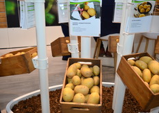 Otolia biologische tafelaardappelen bij Europlant